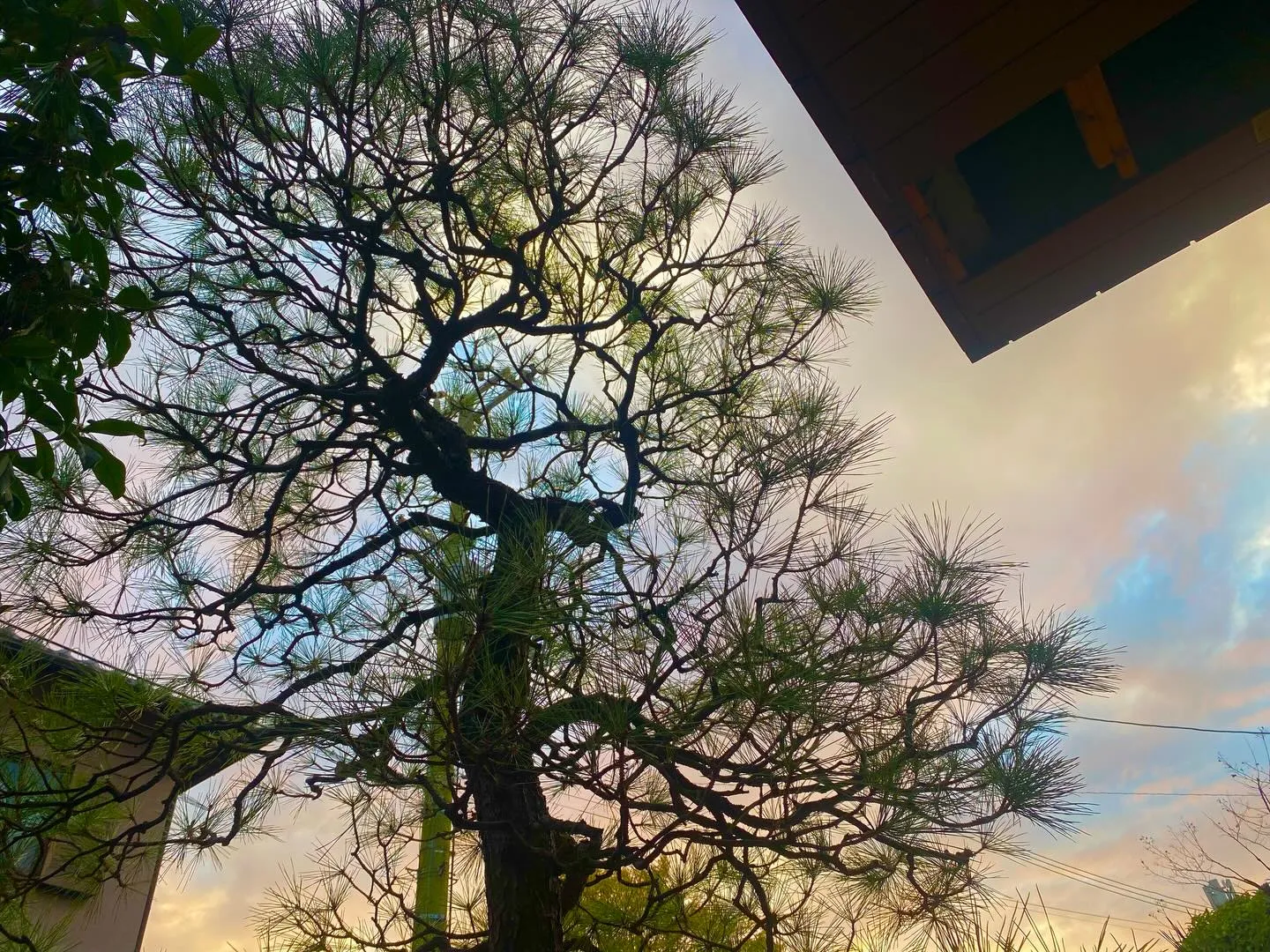 アカマツの剪定✂️