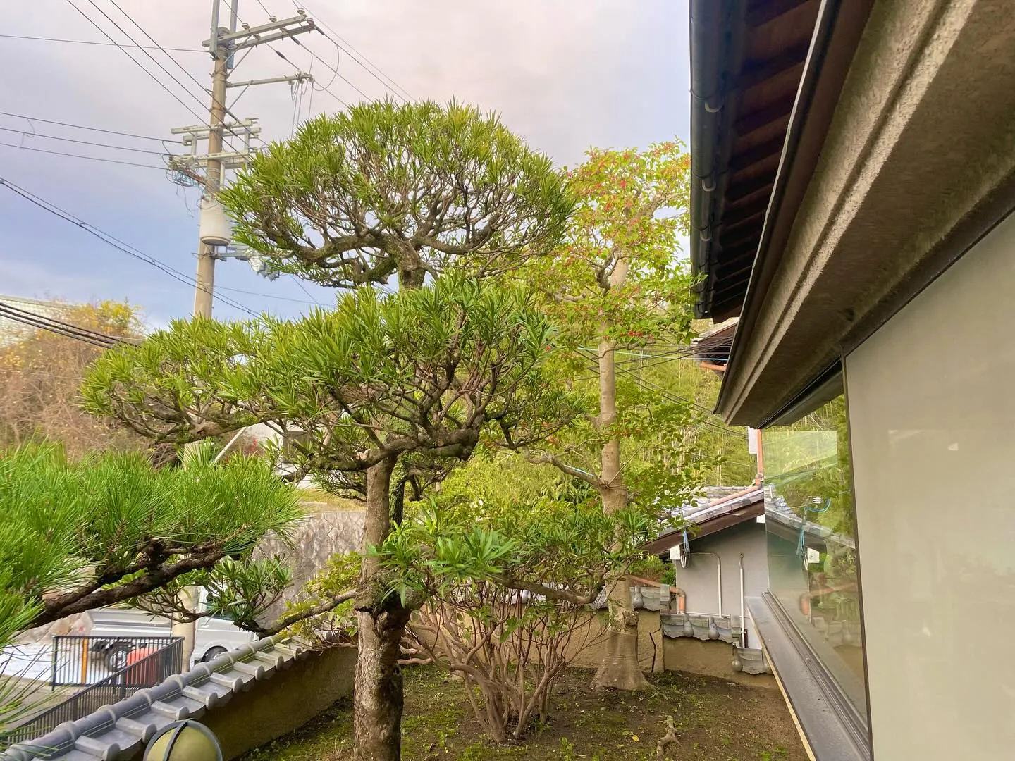 イヌマキ透かし✂️