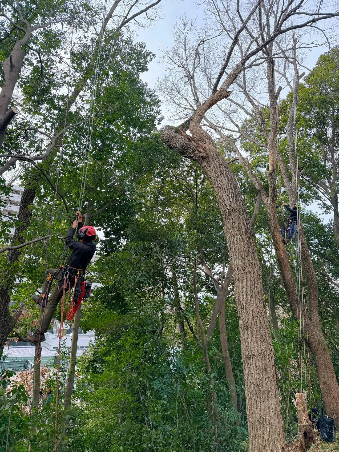 年明けから伐採や高木の切り詰め作業多めで頑張ってます🌳